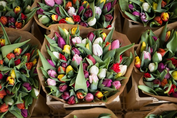 Tulips at eFlorist